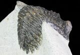 Bargain, Hollardops Trilobite - Visible Eye Facets #68612-6